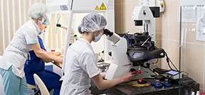 Trattamento mitocondriale / trasferimento pronucleare per la FIVET garantito Trattamento mitocondriale / trasferimento pronucleare per la FIVET garantito